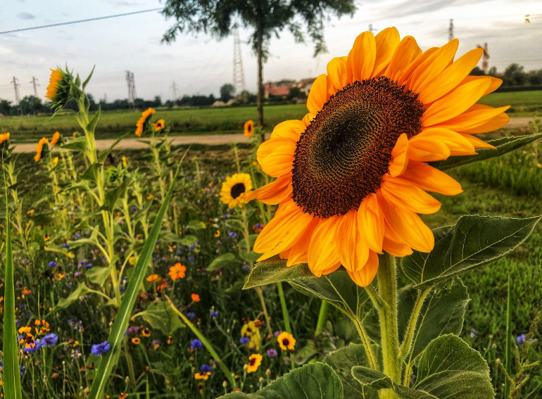 Agricola meraviglie girasoli