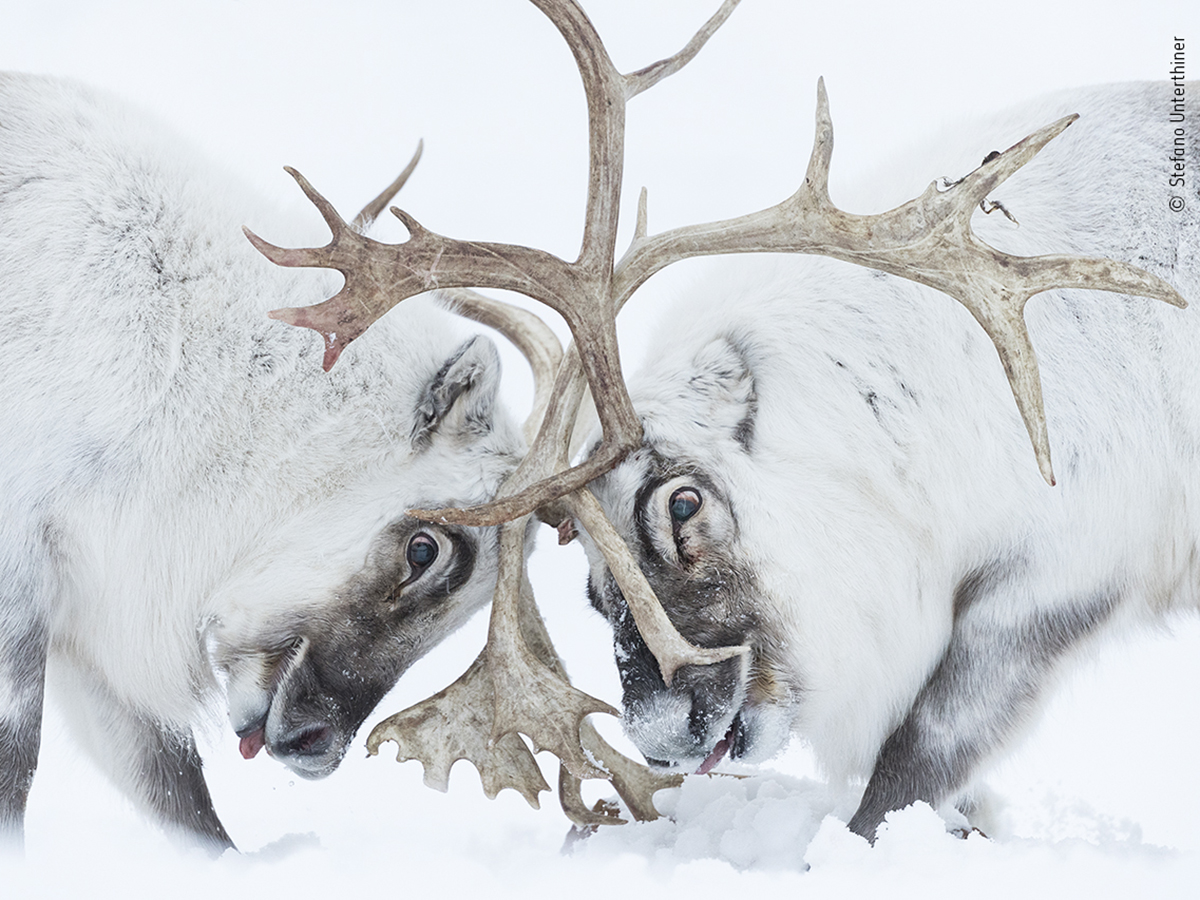 Stefano Unterthiner Wildlife Photographer of the Year