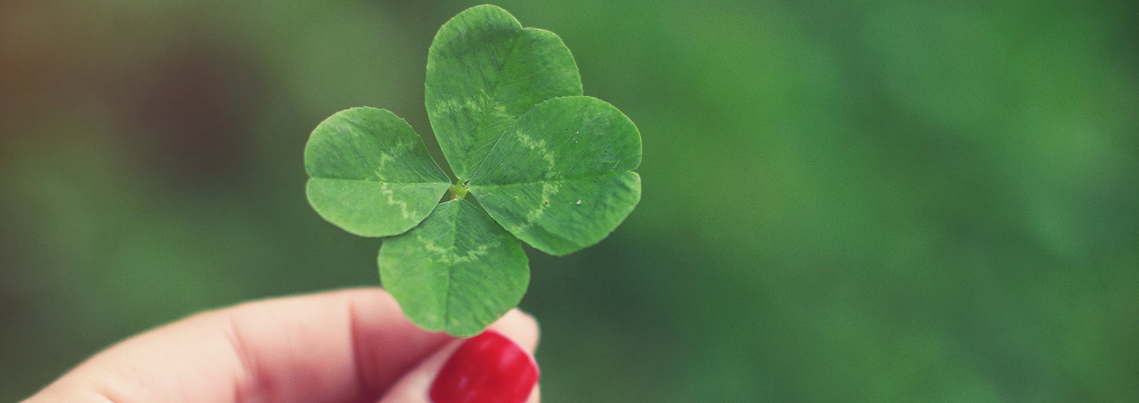 Woman's hand holding four leaf clover