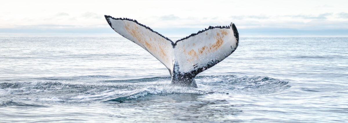 balena islanda foto di north sailing