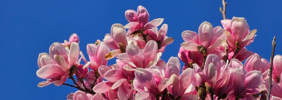 come fare foto ai fiori samsung