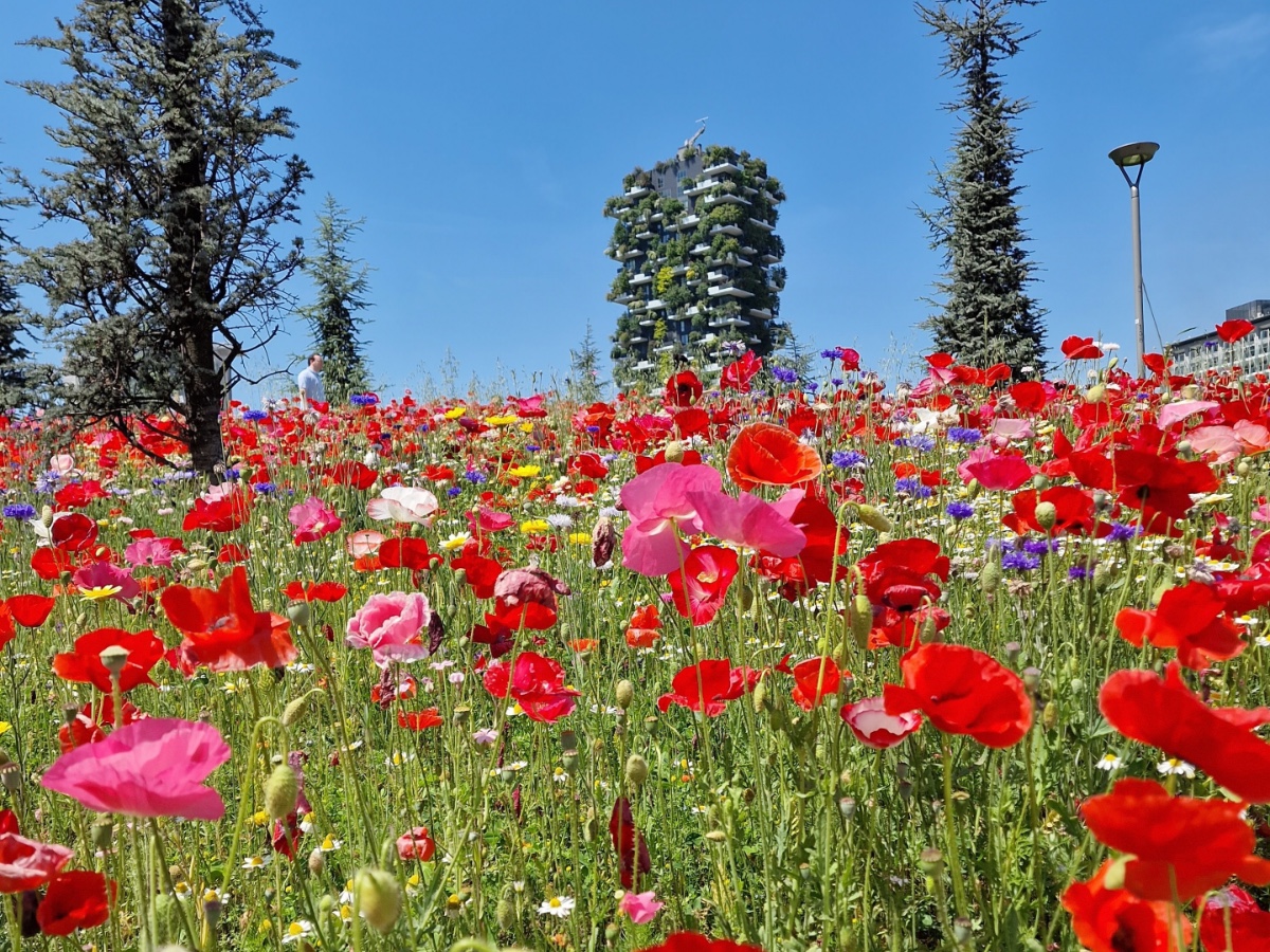 come fotografare fiori