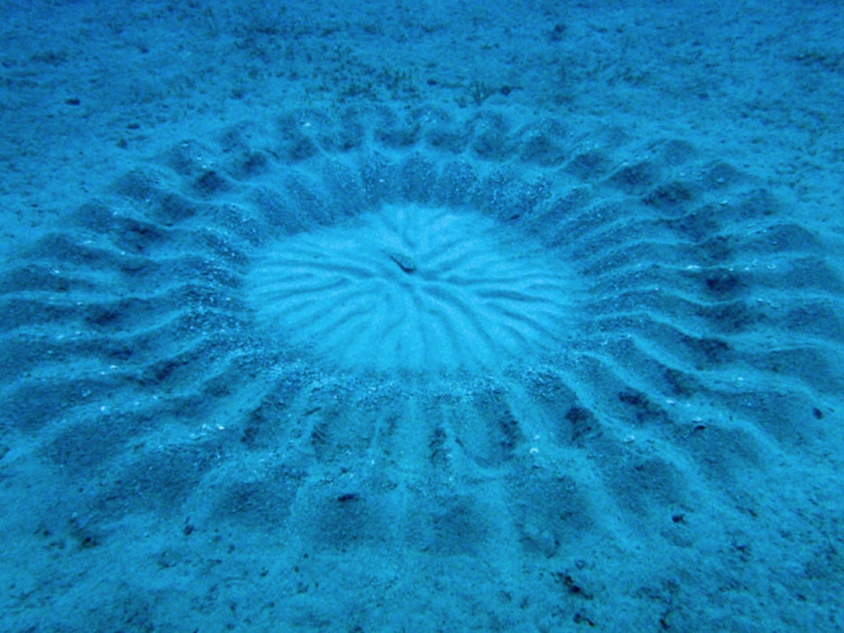 “Crop circles subacquei