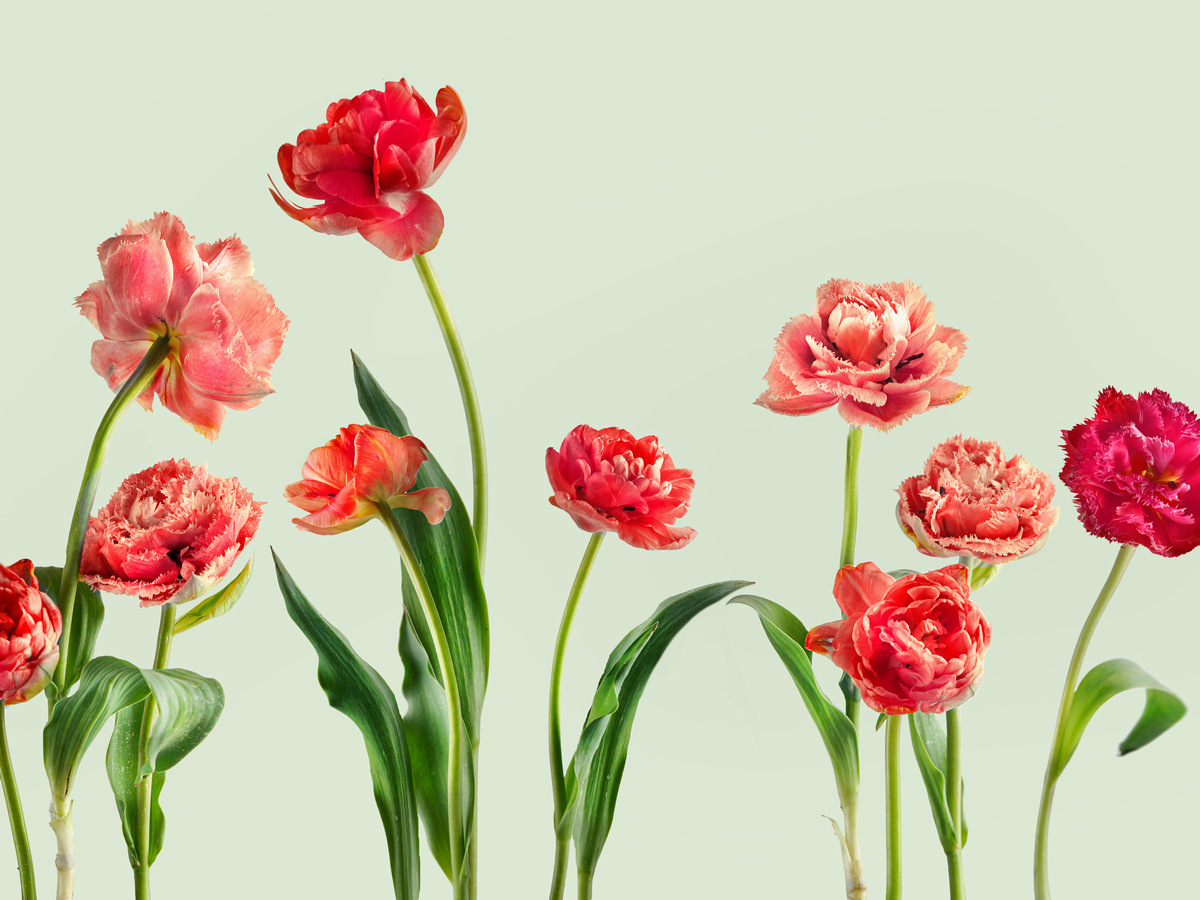 GettyImages-significato-dei-fiori-garofani