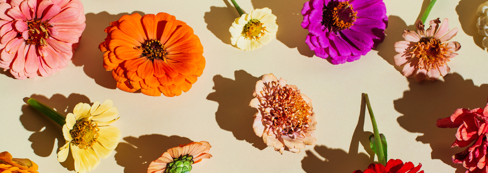 GettyImages-significato-dei-fiori