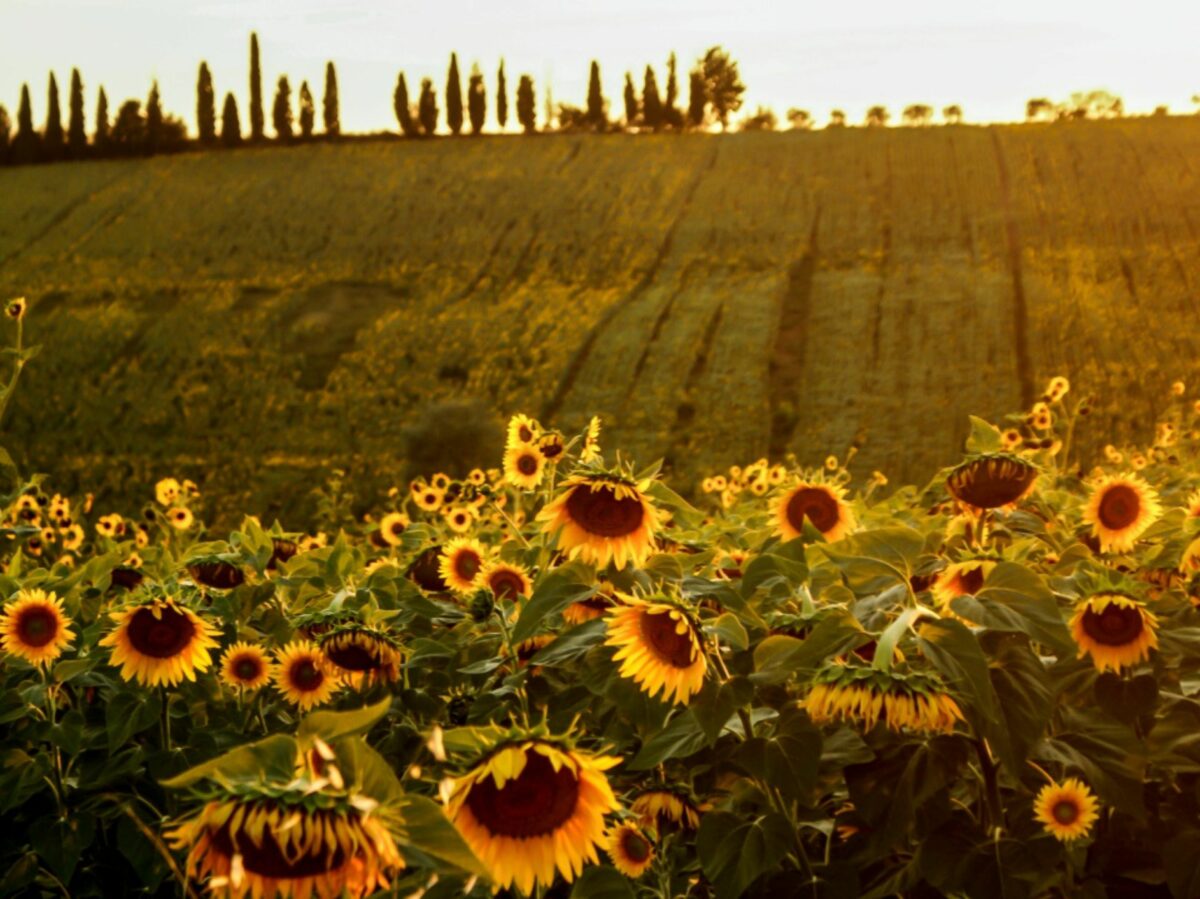 Cortona campagna Toscana viaggio donne