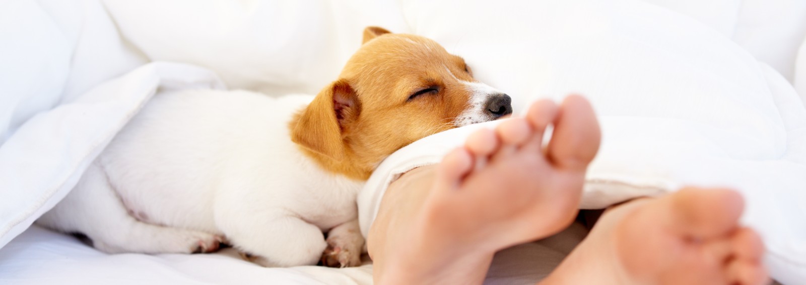 dormire con cane hero