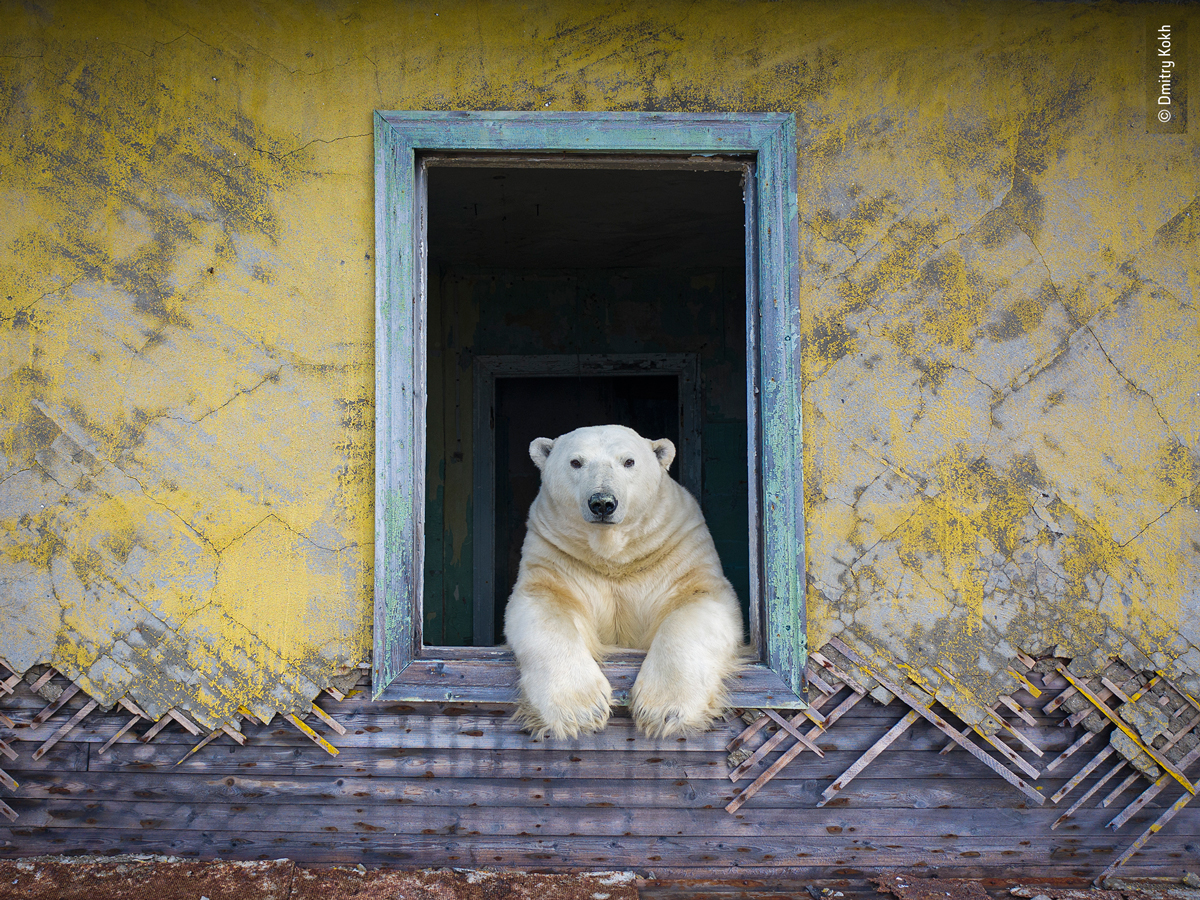 Dmitry-Kokh-Wildlife-Photographer-of-the-Year