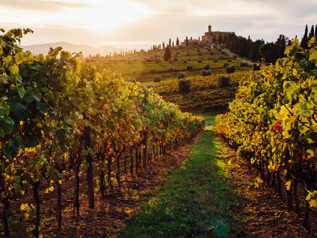 GettyImages-vino vigneti