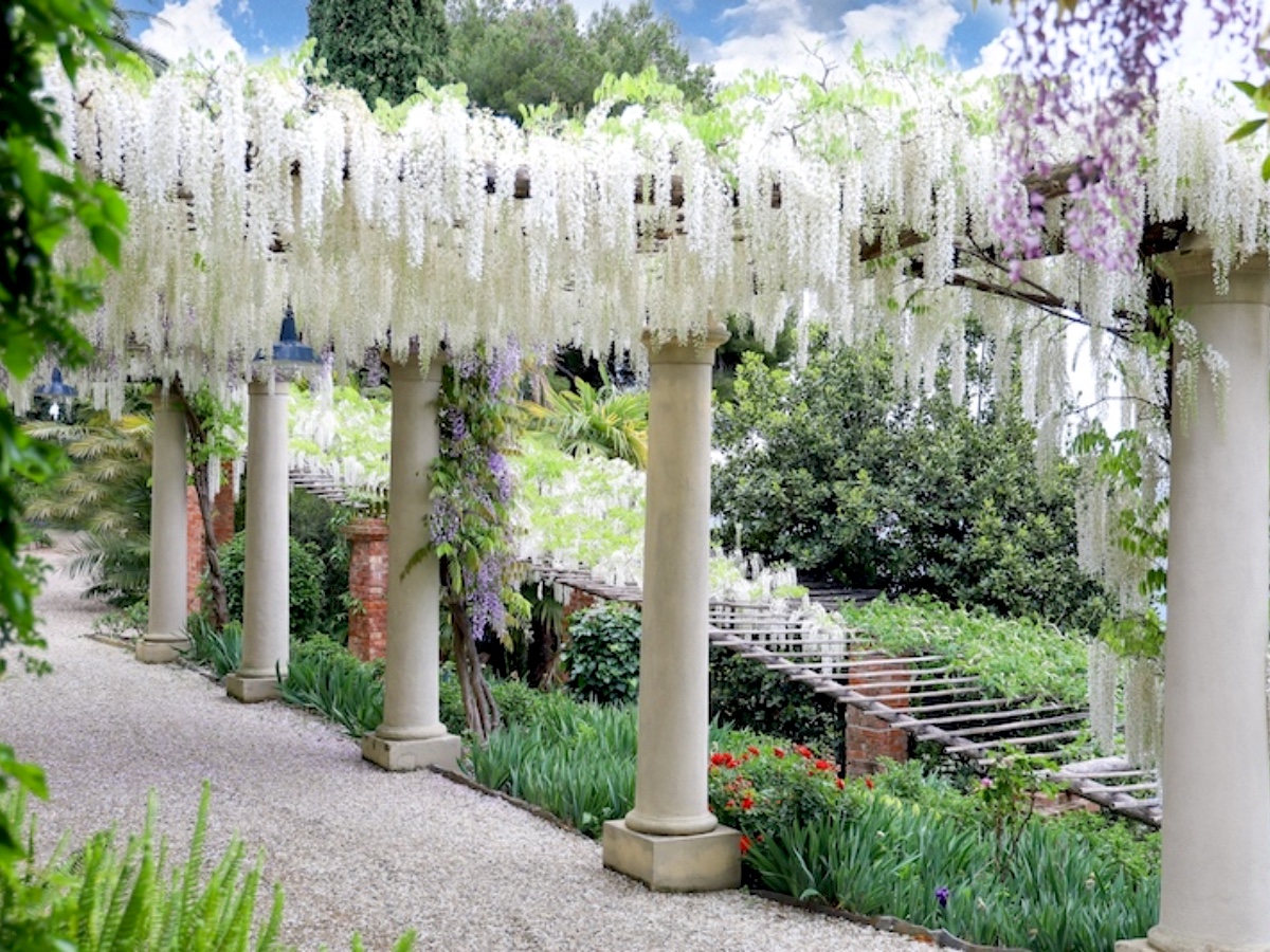 Pergola-Longissima-Alba