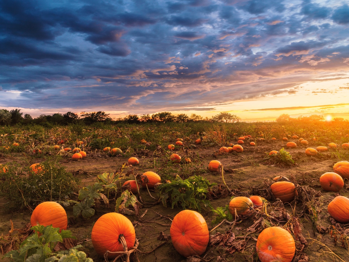 GettyImages-campi zucca vicini a milano