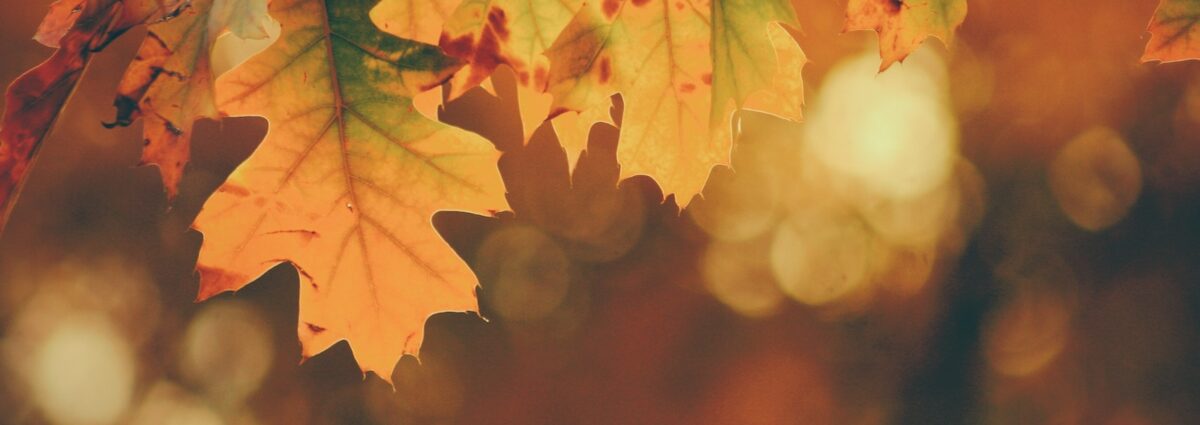 autunno foto hero grande