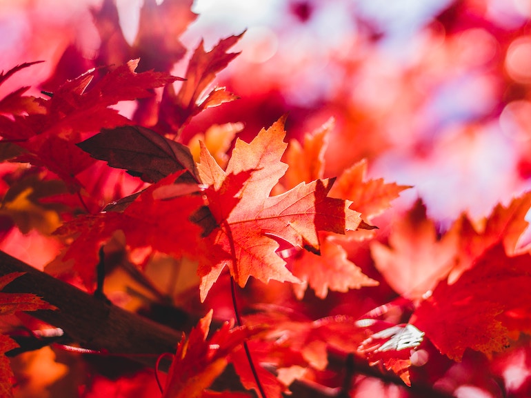 autunno foto hero piccola