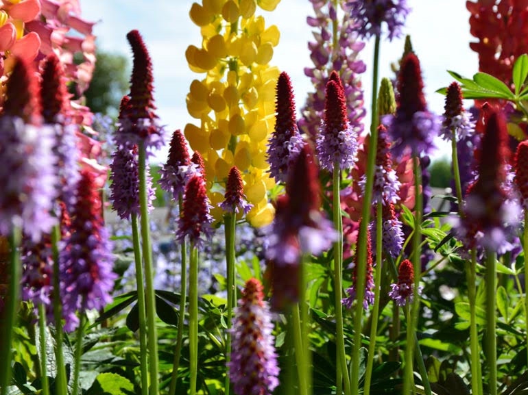 fiori