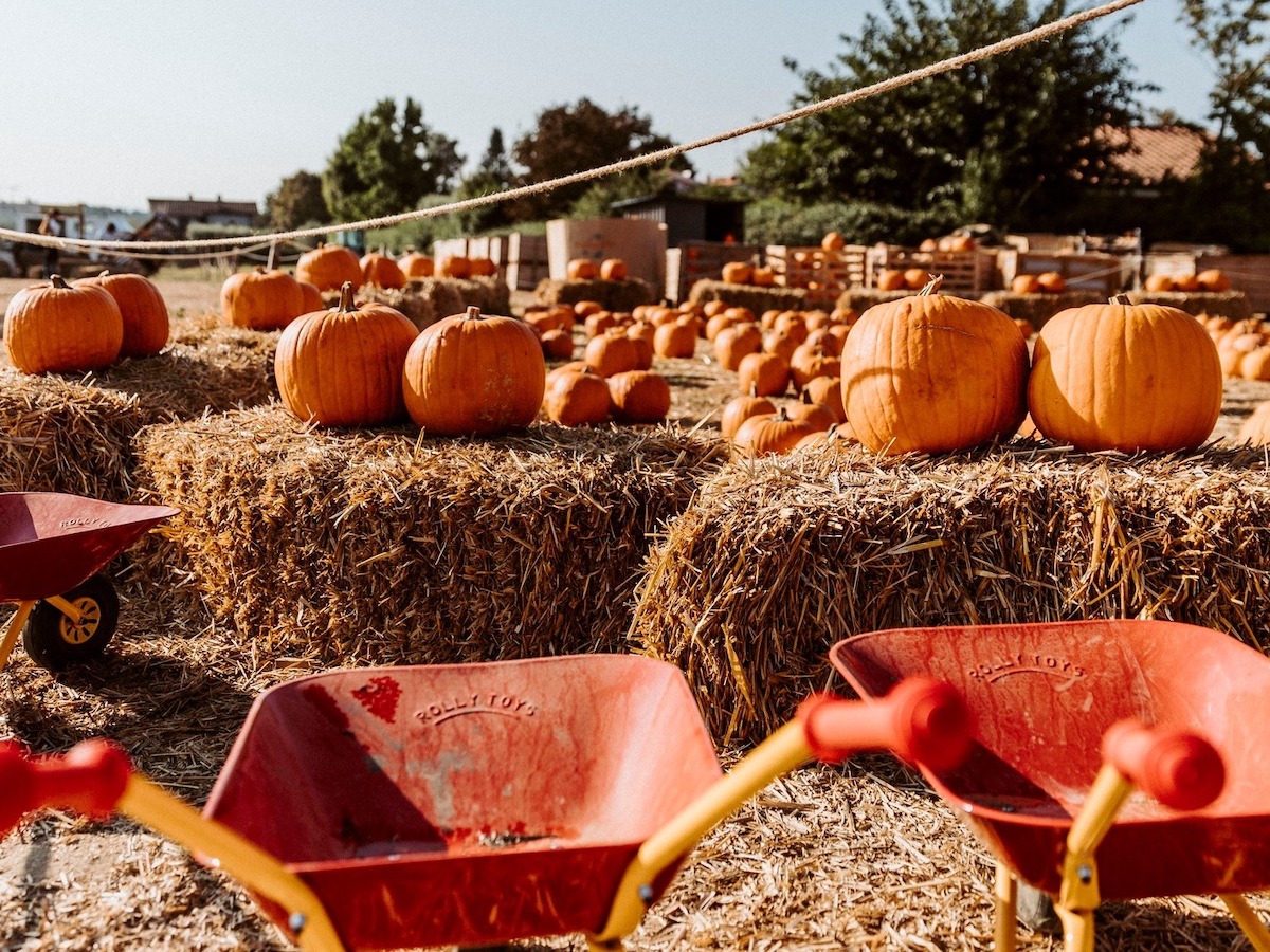 fattoria della zucca 2