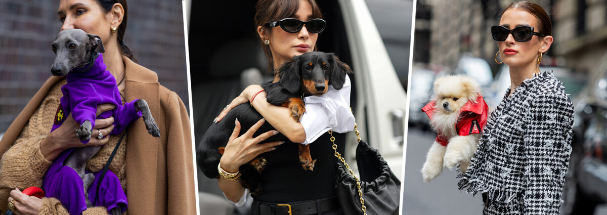 00_DESKTOP_PET_COLLECTION