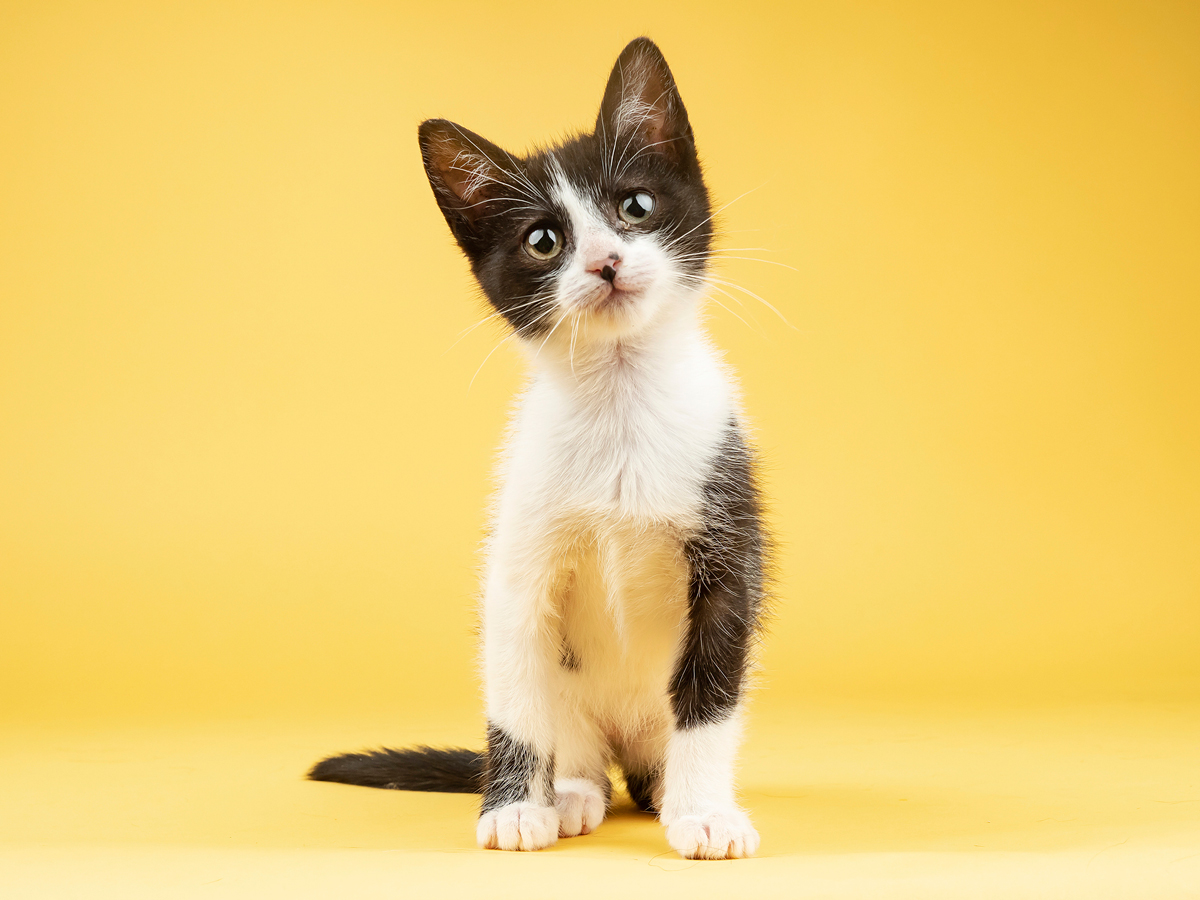 GettyImages-belle-foto-con-iphone-gatti