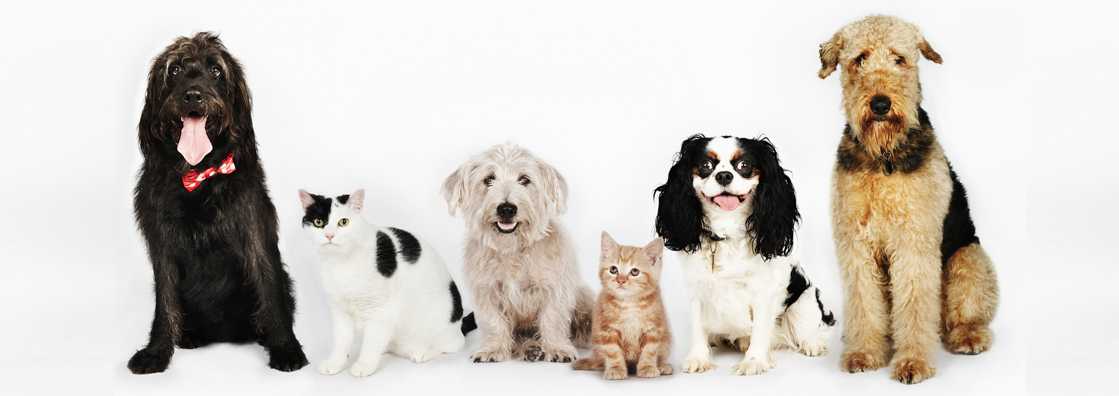 GettyImages-come-fare-belle-foto-al-cane