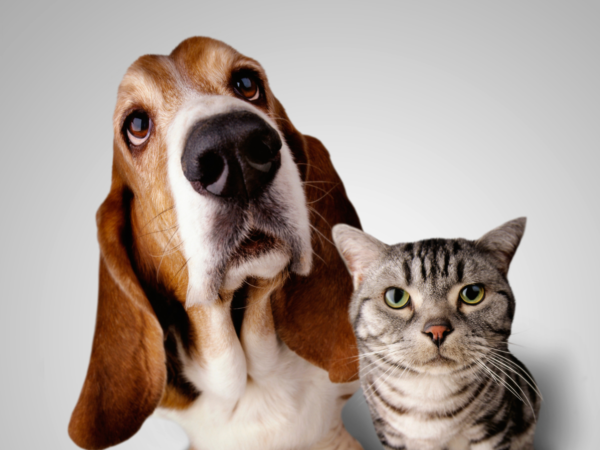 GettyImages-foto-agli-animali