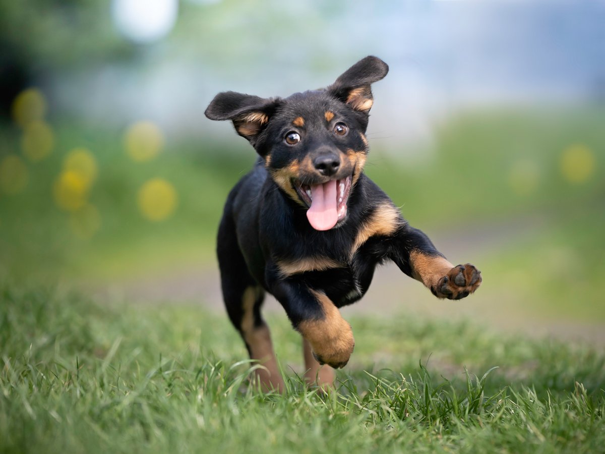 GettyImages-foto-cane-divertente