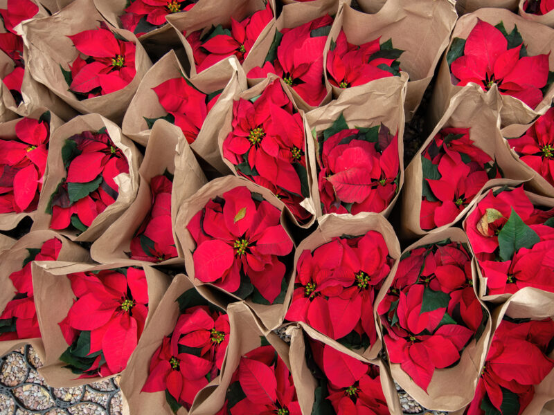 GettyImages-stella-di-natale