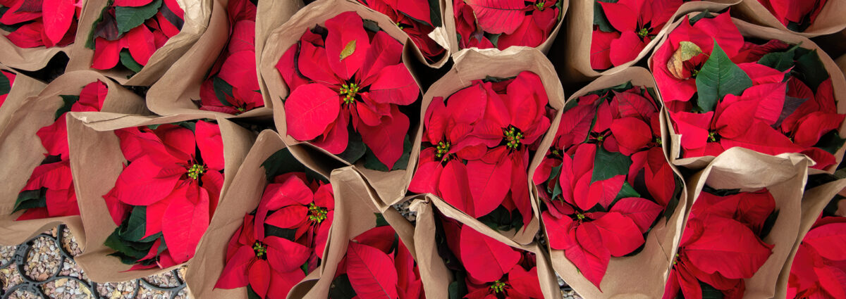 GettyImages-stelle-di-natale