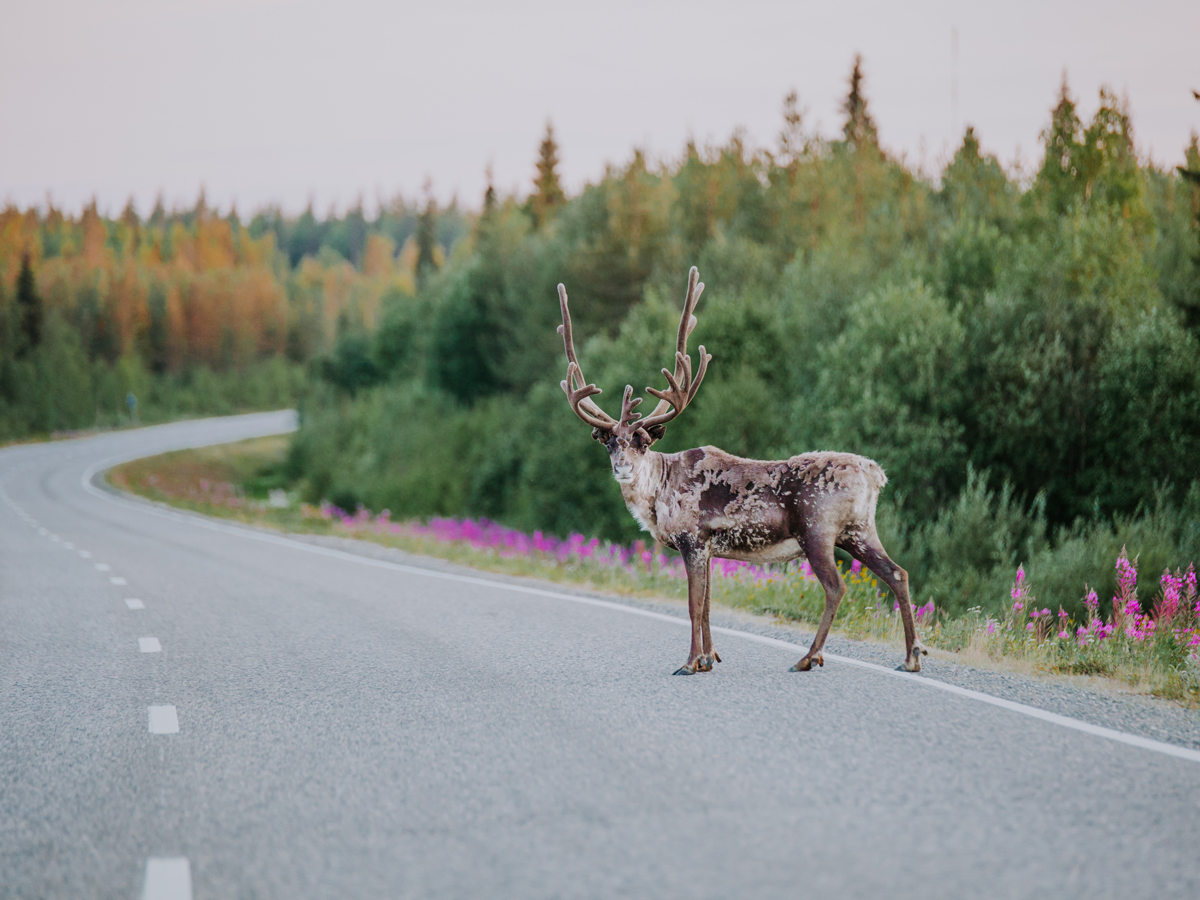 Visit-Finland_Lapland_reindeer_Credits_JuliaKivela_VisitFinalnd