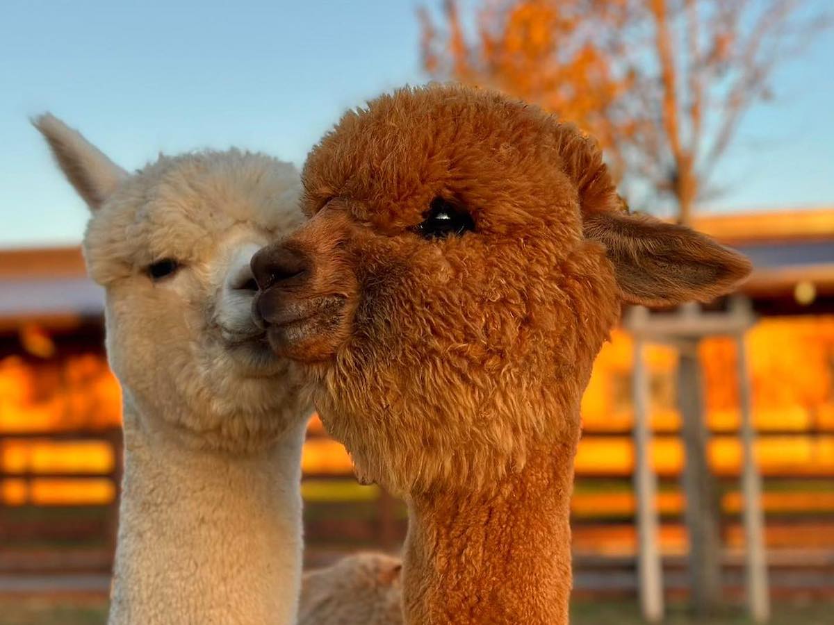 piani degli alpaca