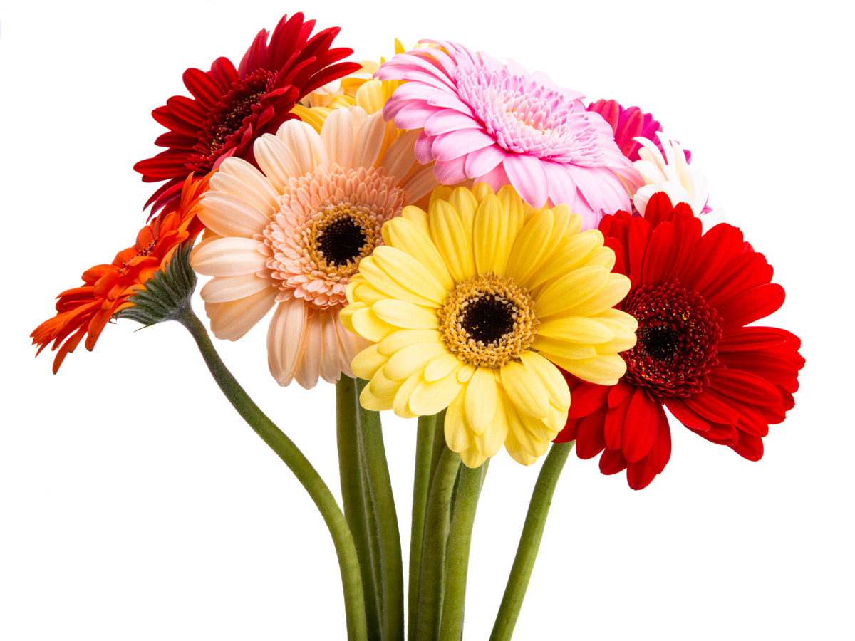 gerbera-che-fiori-regalare-interflora