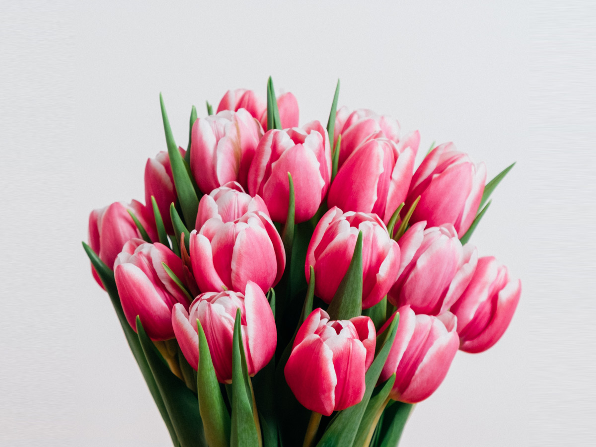 tulipano-rosa-interflora