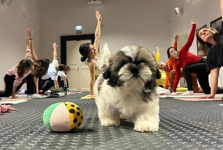 Yoga +cuccioli = puppy yoga (vi diciamo a cosa serve e dove provarlo)