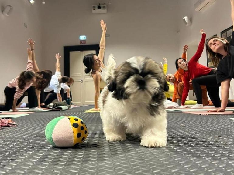 puppy yoga roma