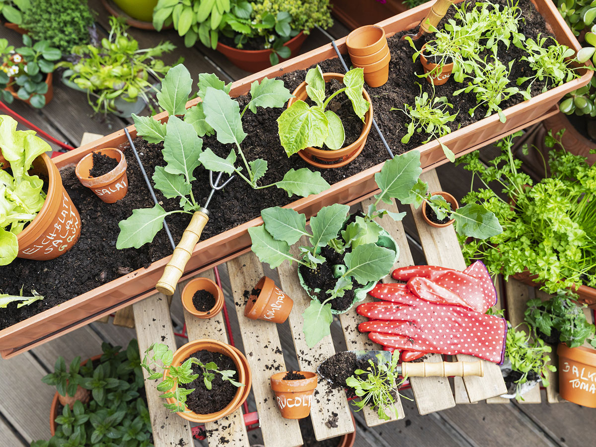 Planting of various herbs and vegetables on balcony garden