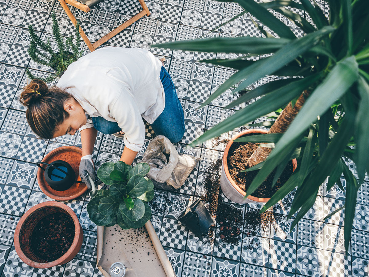 Woman gardening and repotting plant at the backyard.