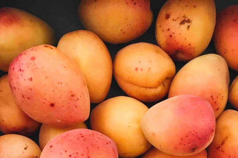 5 buoni motivi per mangiare (più) albicocche quest’estate