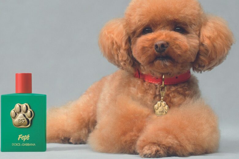 Messaggio per i pet lovers: Dolce&Gabbana ha creato la prima fragranza dedicata ai cani