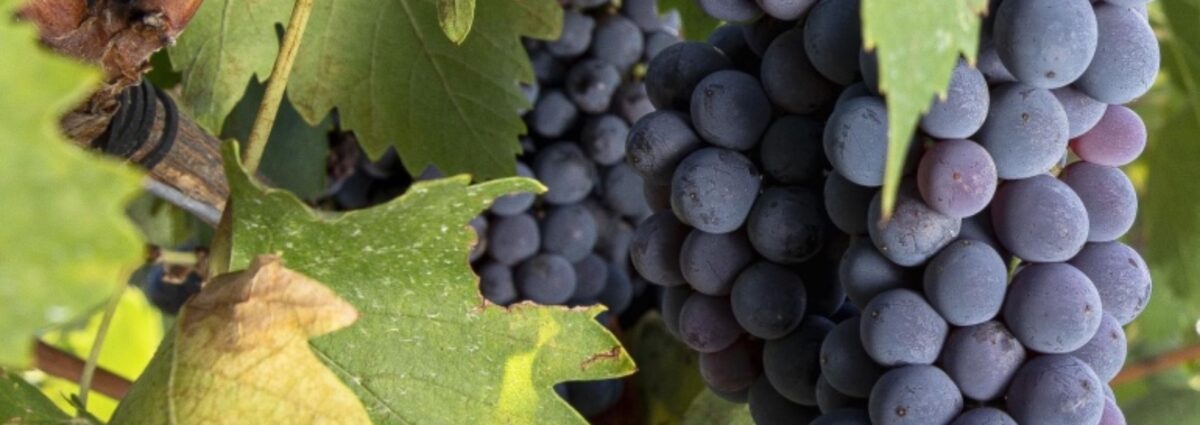 PalazzodiVarignana_Vigna (01)-2