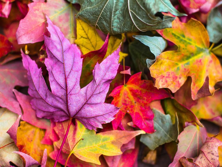 foglie autunno
