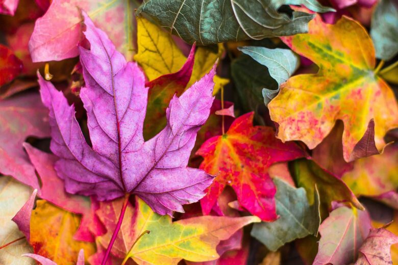 Ecco dove andare quest’autunno per trovare il foliage (o ritrovare l’estate)