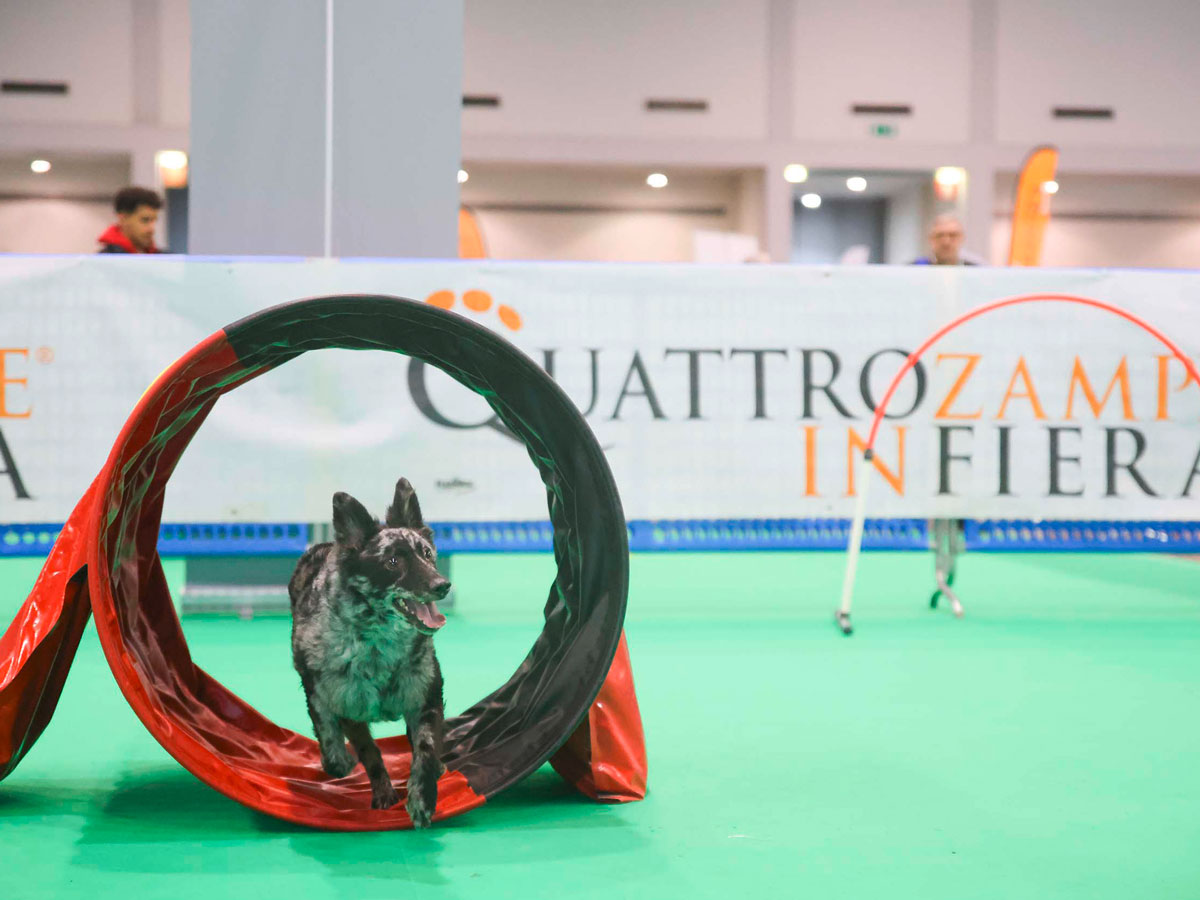 quattrozampeinfiera