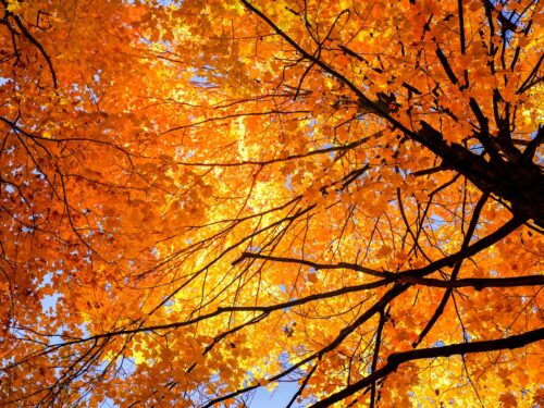 GettyImages Liefby осень