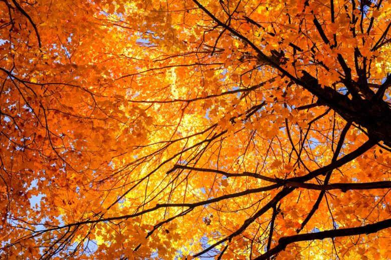 3 trucchi per scattare foto indimenticabili col foliage