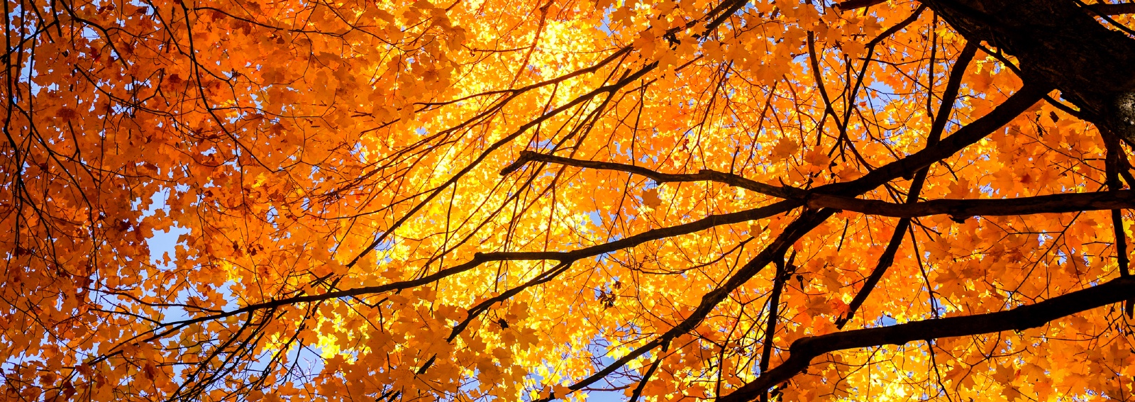 GettyImages-foliage natura