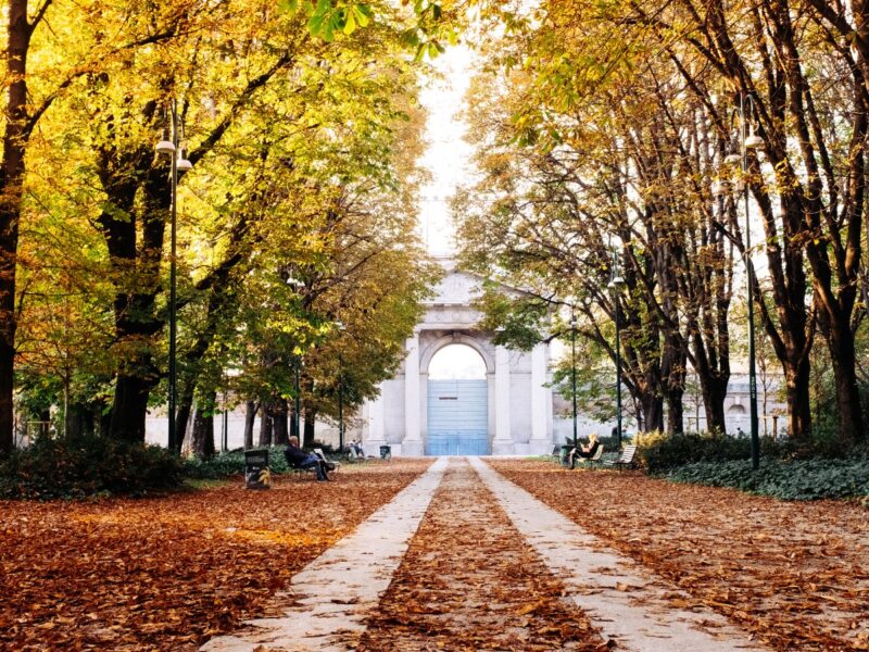 foliage in città
