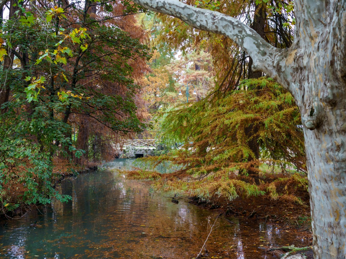 foliage in città parco sempione