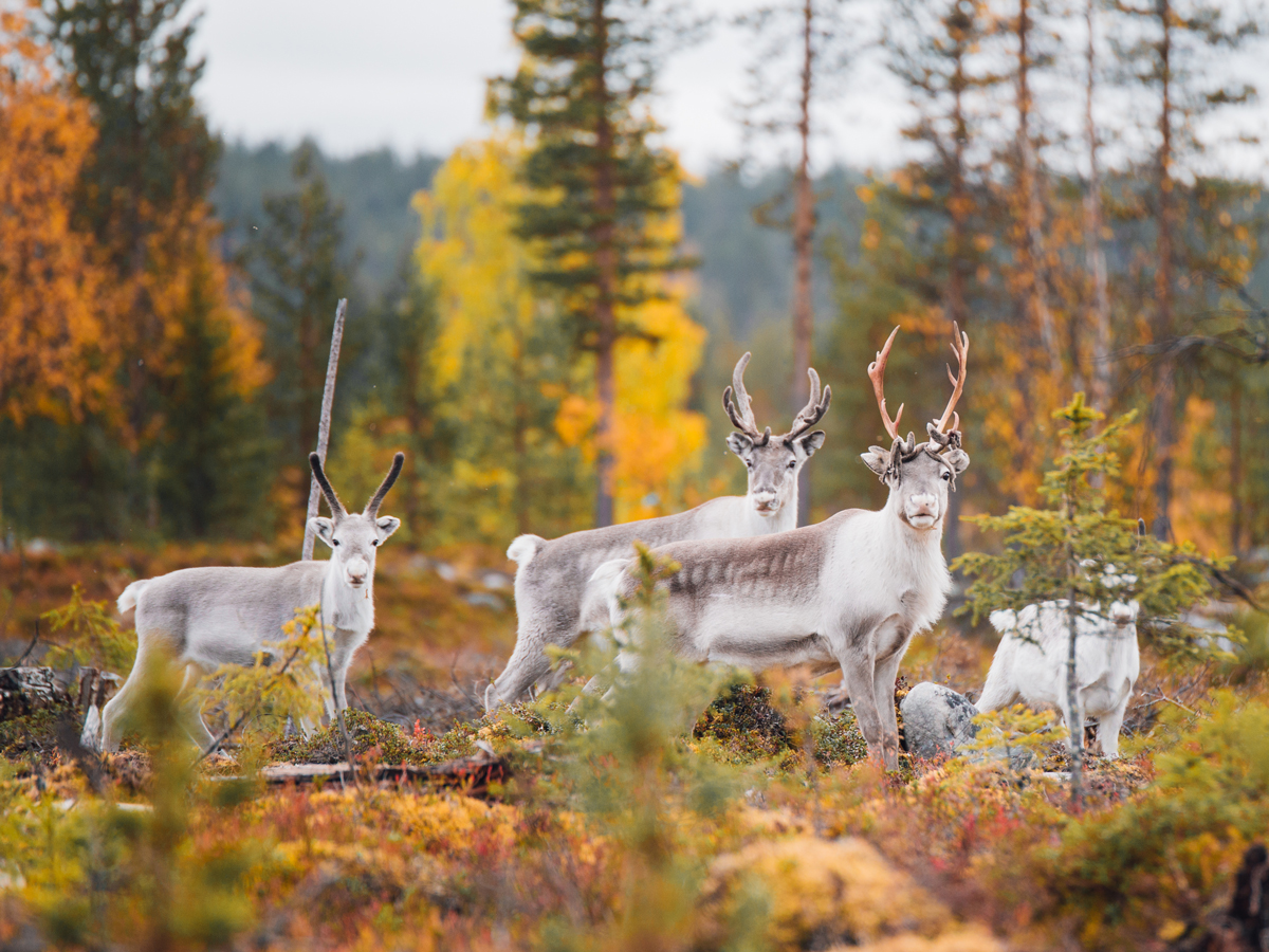 Visit-Finalnd_Renne_Credits_JuliaKivela_VisitFinland