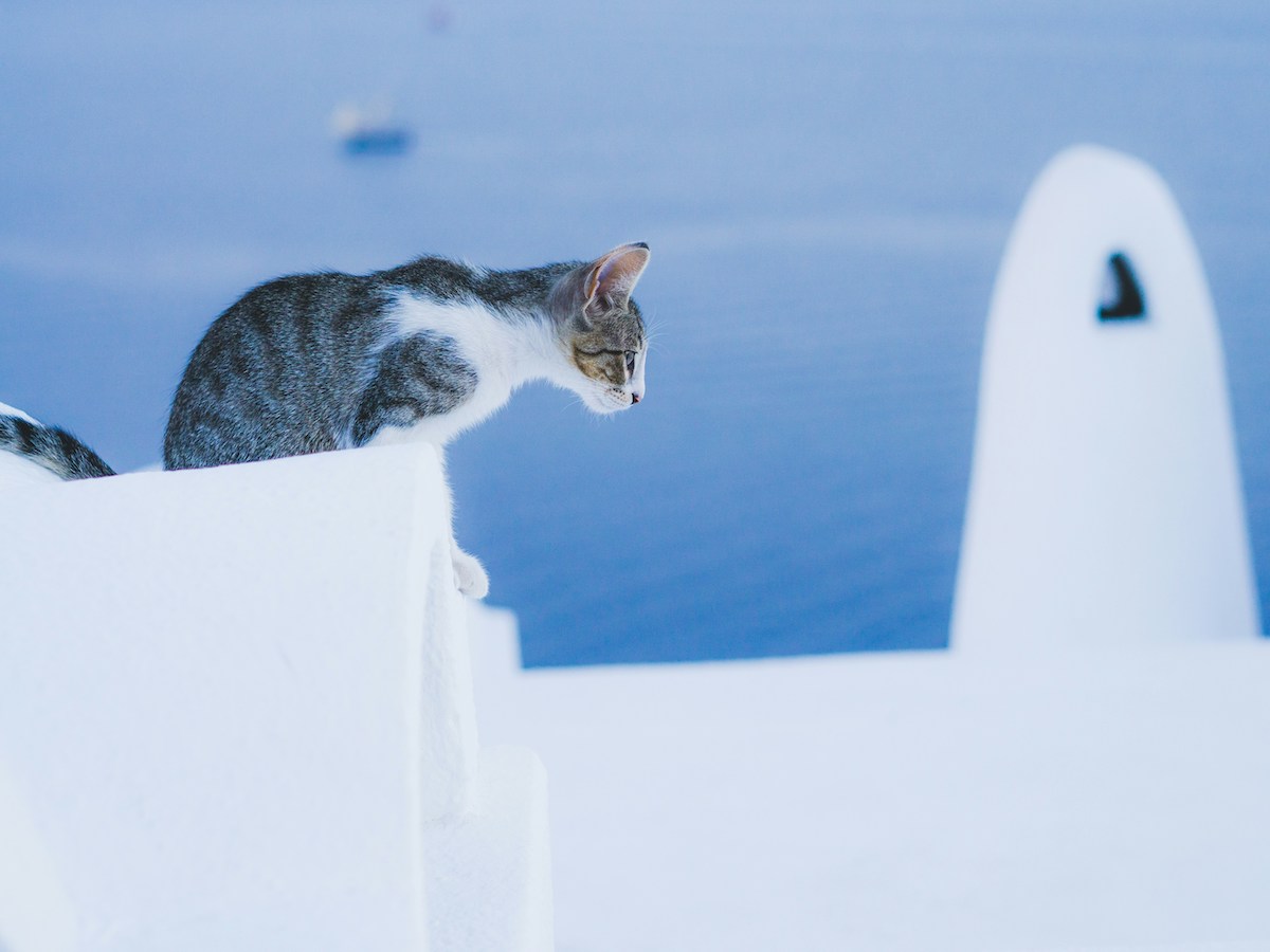 gatto grecia