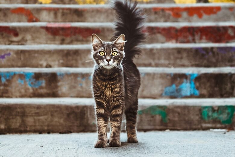 Gattari rulez: sui social spopola l’hashtag #travelcats, per segnalare i luoghi del mondo pieni di gatti