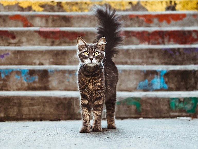 gatto instanbul