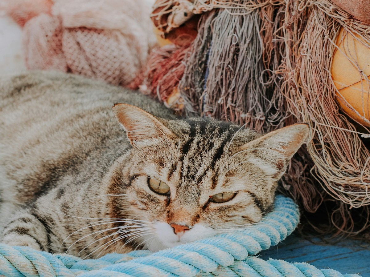 gatto procida